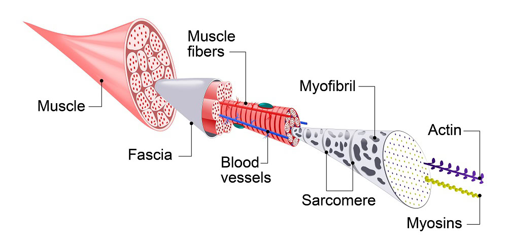 muscle tissue anatomy