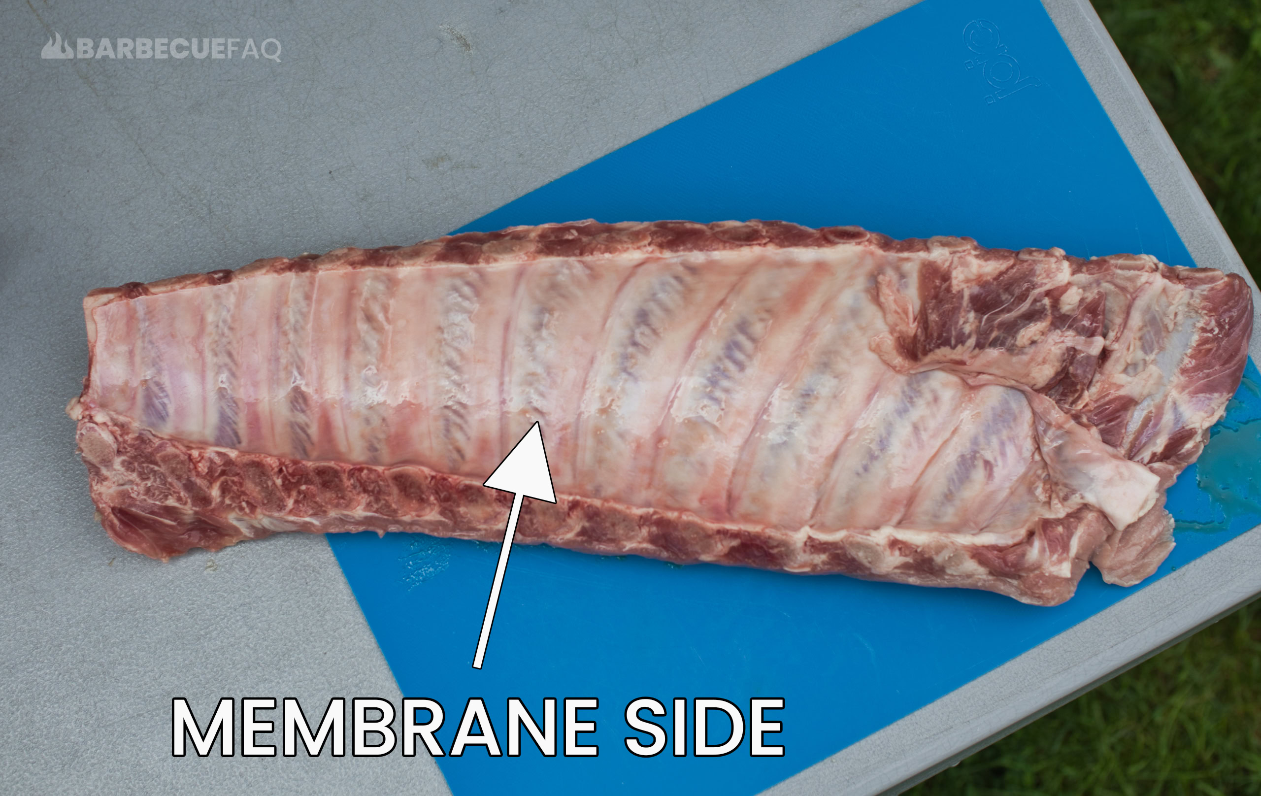 membrane side of ribs