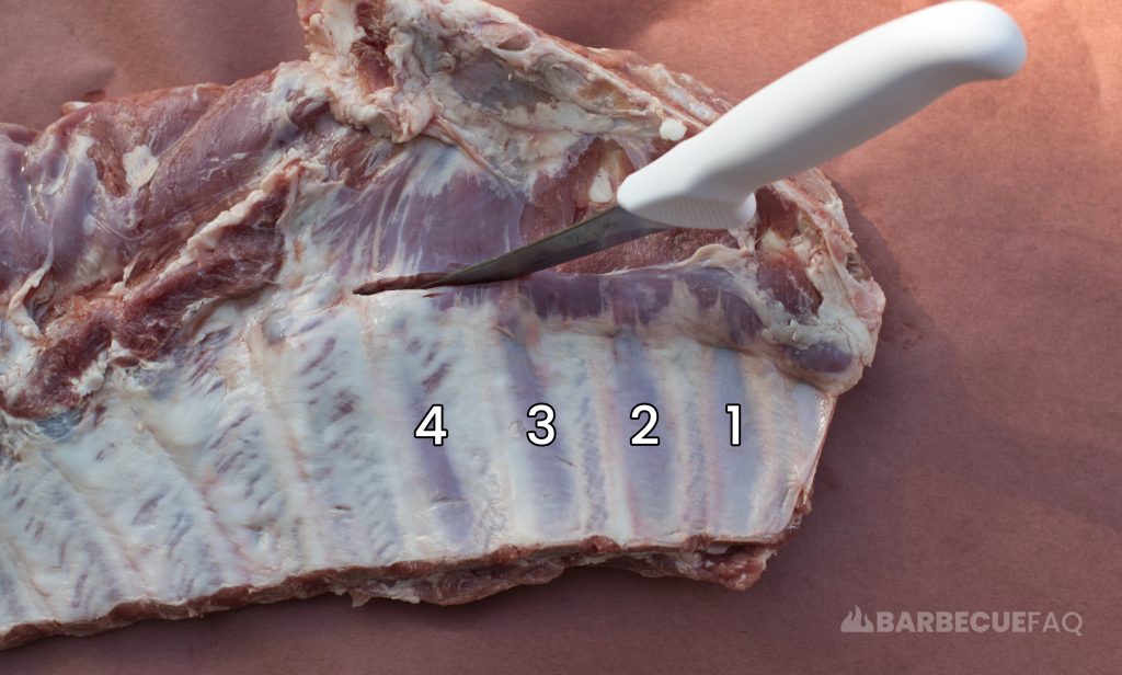 4th rib bone