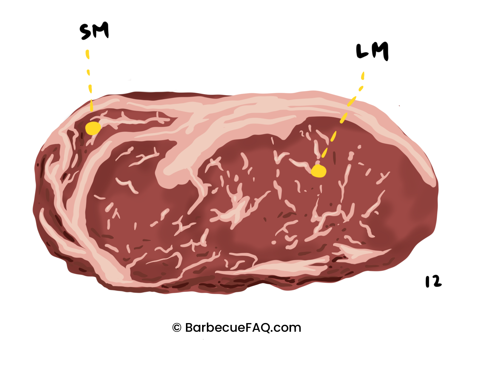 What is Prime Rib Roast? Location, Types, and More Barbecue FAQ