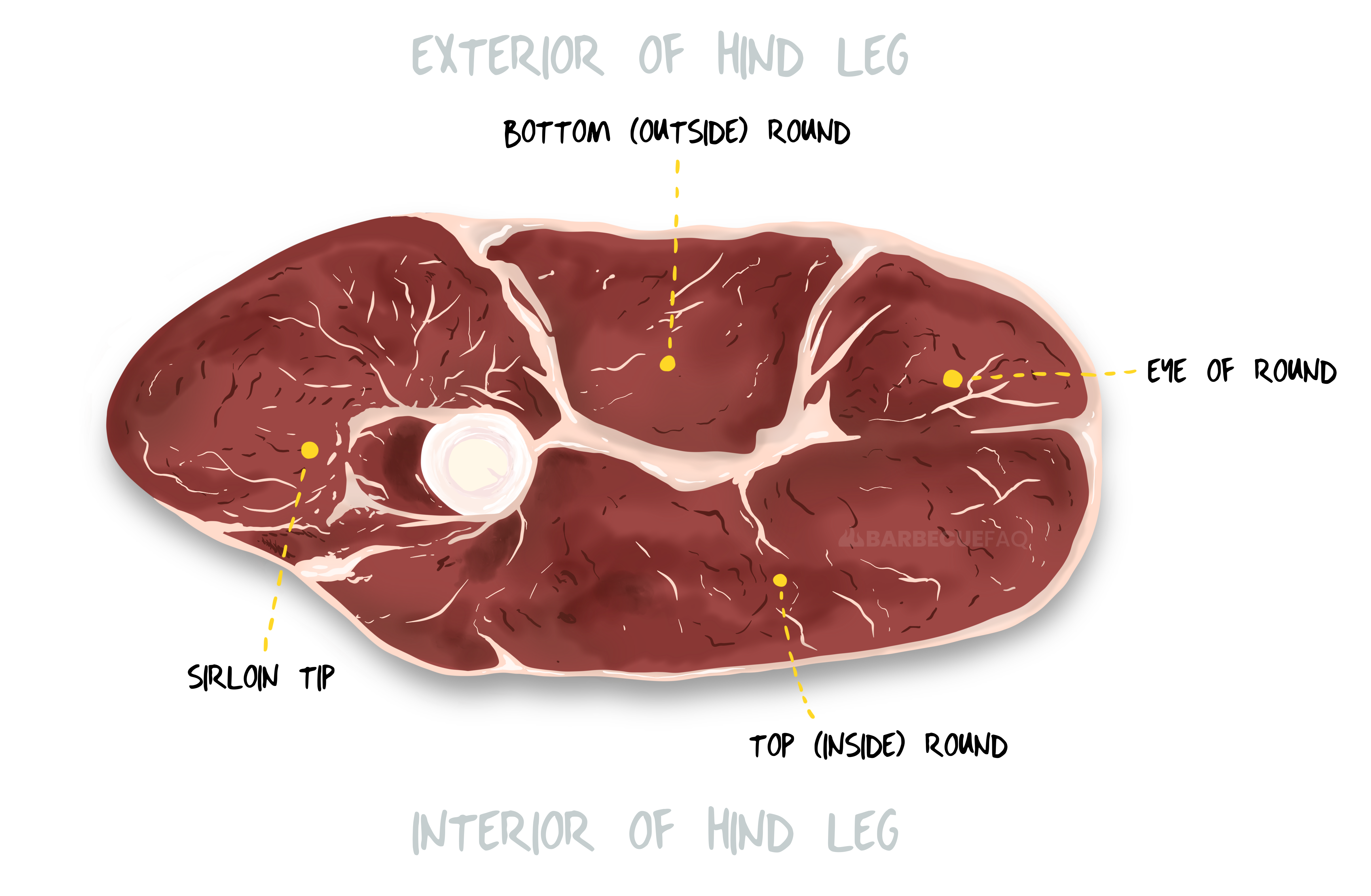 beef round cross section