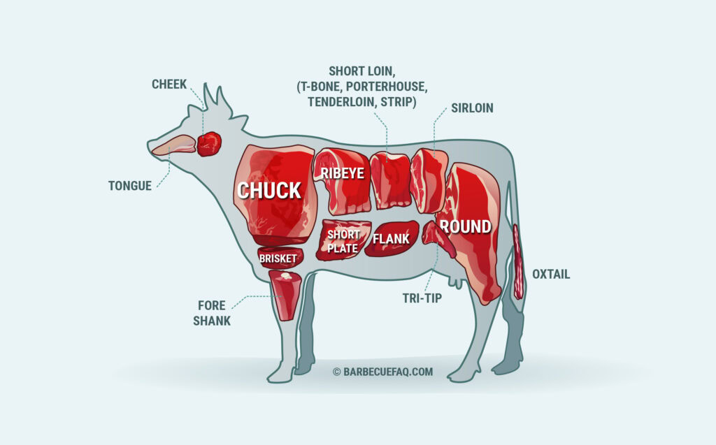 the primal cuts of beef labeled on a cow