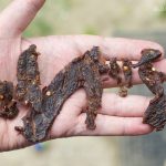 holding habanero teriyaki jerky in hand